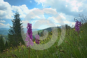 Velka Fatra - national park in Slovakia, western marsh orchid