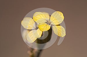 Vella spinosa spinifex spiny mountain bush with beautiful yellow flowers with four petals