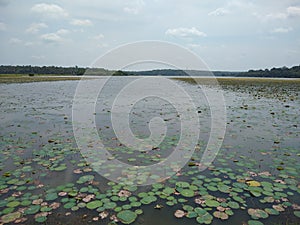 Vellayani freshwater Lake Lotus Bloom watchpoint, Thiruvananthapuram, Kerala