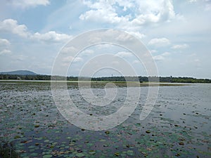 Vellayani freshwater Lake Lotus Bloom watchpoint, Thiruvananthapuram, Kerala photo