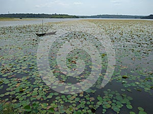 Vellayani freshwater Lake Lotus Bloom watchpoint, Thiruvananthapuram, Kerala photo