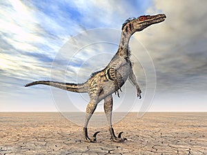 Velociraptor photo