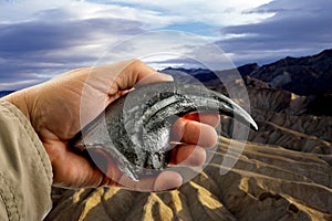 Velociraptor Claw. photo