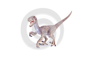 Velociraptor dinosaur