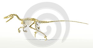 Velociraptor dinosaur, full skeleton scientifically correct, side view.