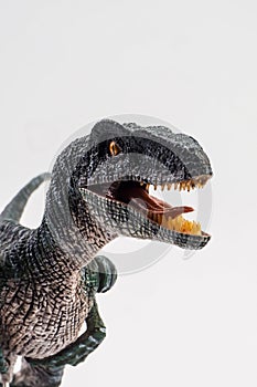 Velociraptor  ,dinosaur on white background photo