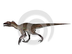 Velociraptor Isolated