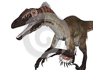 Velociraptor Isolated