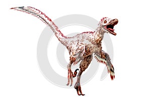 Velociraptor mongoliensis isolated on white background. Theropod dinosaur with feathers from Cretaceous period scientific 3D