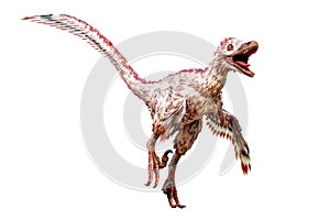 Velociraptor mongoliensis isolated on white background. Theropod dinosaur with feathers from Cretaceous period scientific 3D photo