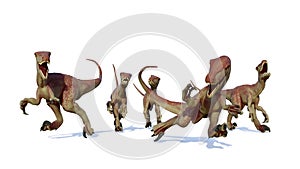 Velociraptor pack, hunting theropod dinosaurs, 3d illustration isolated on white background