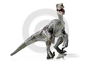 Velociraptor, on white background