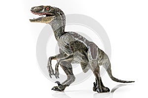 Velociraptor, on white background