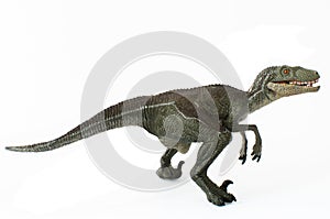 Velociraptor ready to attack isolated on white background