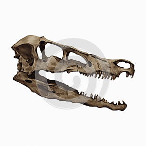 Velociraptor Skull Dinosaur Fossil Isolated, Transparent Background