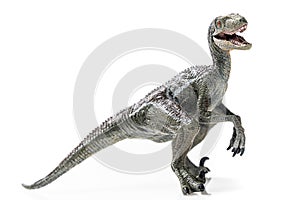 Velociraptor, on white background