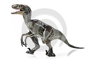 Velociraptor, on white background
