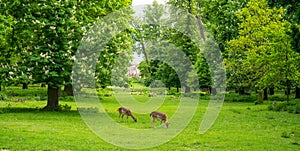 Veltrusy castle park in Central Bohemia