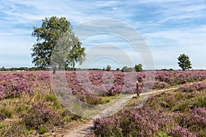 Veluwe hiking trail through Dutch blooming purple heath