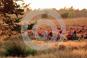 Veluwe landscape with blooming heather, trees and dry brown grass