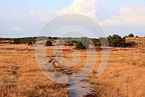 Veluwe landscape with blooming heather, trees and dry brown grass