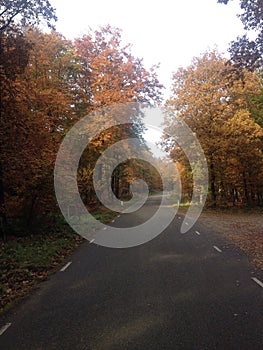 Veluwe road autumn