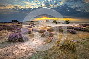 Veluwe Sunset over heathland with Heath