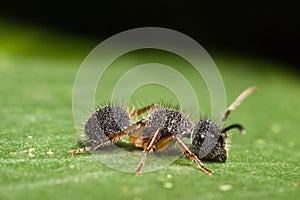 Velvet Ant