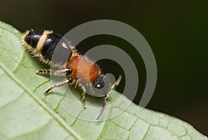 Velvet ant aka cow killer