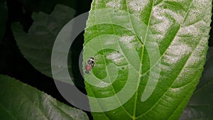 Velvet ant or Cow killer ant (hymenoptera: mutillidae: Radoszkowskius oculata) crawling on a green leaf.