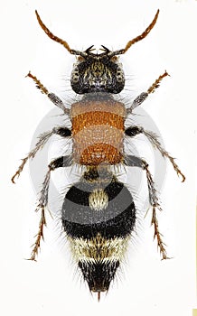 Velvet Ant Nemka on white Background