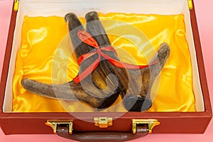 Velvet antler in luxury gift box. cartilaginous antler in a precalcified growth stage of deer, covered in a hairy, velvet-like