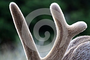 Velvet Antlers Elk Horn Growth