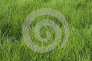 Velvet Bentgrass Grass  820351