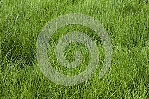 Velvet Bentgrass Grass  820351 photo