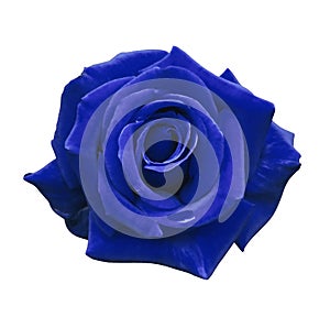 Velvet blue rose on a white isolated background with clipping path. no shadows. Closeup. For design, texture, borders, frame, bac