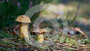 Velvet bolete Suillus variegatus on the forest floor