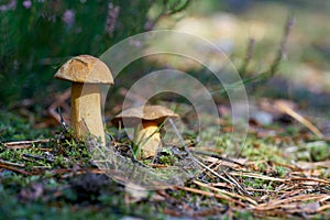 Velvet bolete Suillus variegatus on the forest floor