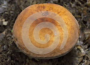 The velvet cap of the Lactarius volemus mushroom