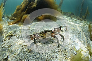 Velvet crab, encore puber, velvet swimming crab