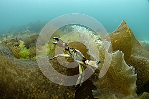 Velvet crab, encore puber, velvet swimming crab