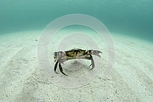 Velvet crab, velvet swimming crab, devil crab, fighter crab, lady crab, Necora puber