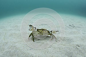 Velvet crab, velvet swimming crab, devil crab, fighter crab, lady crab, Necora puber