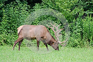 Velvet Elk Buck in Cades Cove GSMNP