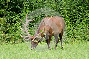 Velvet Elk Buck in Cades Cove GSMNP