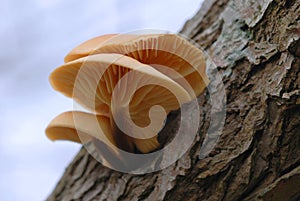 Velvet foot (Flammulina velutipes)