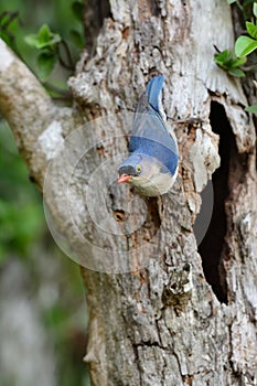 Velvet-fronted Nuthatch (Sitta frontalis)