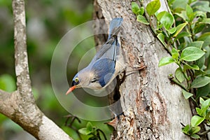 Velvet-fronted Nuthatch (Sitta frontalis)