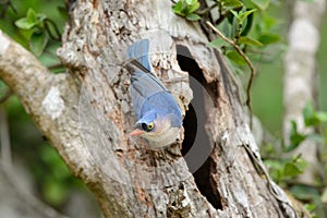 Velvet-fronted Nuthatch (Sitta frontalis)