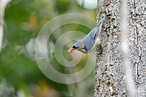Velvet-fronted Nuthatch (Sitta frontalis)